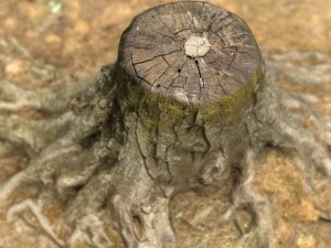tree stump 2 3D Model