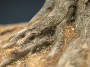 tree stump 2 3D Model