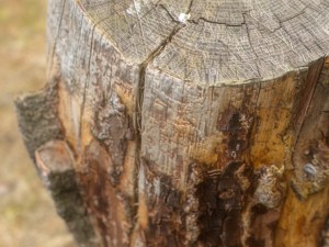 tree stump 3 3D Model