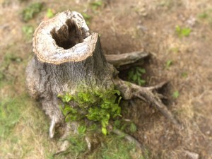 tree stump 4 3D-Modell
