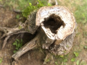 tree stump 4 3D-Modell