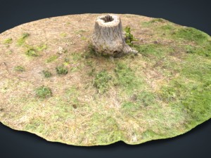 tree stump 4 3D-Modell
