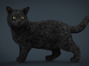cat Modelo 3D