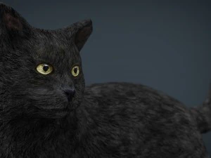 gato Modelo 3D