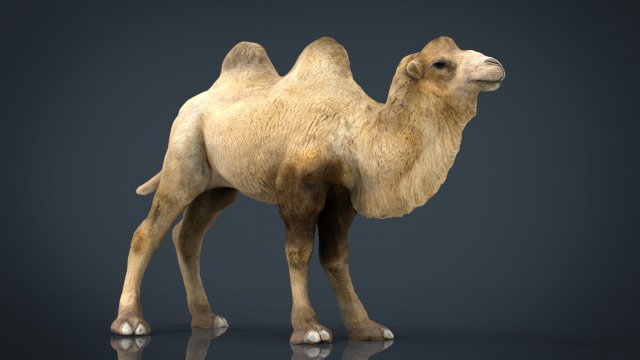 bactrian camel 3D 모델 .c4d .max .obj .3ds .fbx .stl .blend 