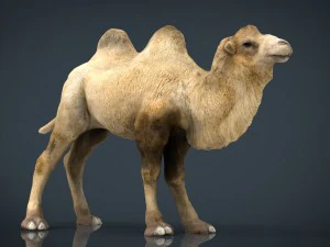 wielbłąd dwugarbny Model 3D