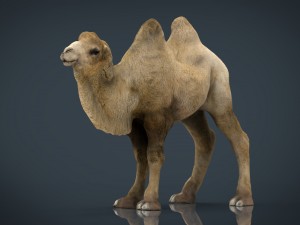 bactrian camel 3D 모델