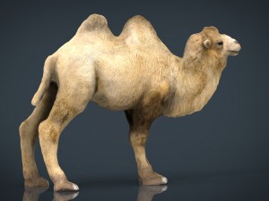 bactrian camel 3D 모델