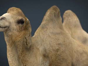 bactrian camel 3D 모델
