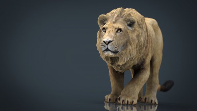 realistic lion 3D Model .c4d .max .obj .3ds .fbx .stl .blend 