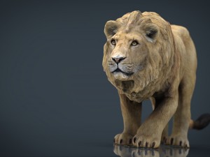 realistic lion 3D Model