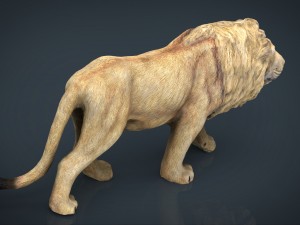 realistic lion 3D Model