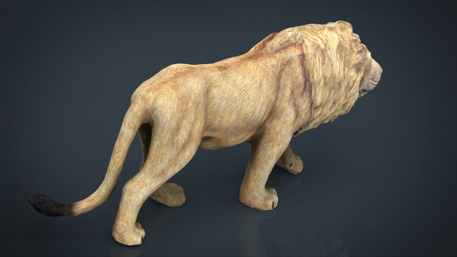Лев 3д модель. Лев 3d модель. Реалистичный Лев 3д. Сидячий Лев 3d модель. Анхальтский Лев 3д стиль.