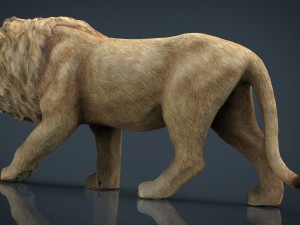 realistic lion 3D Model
