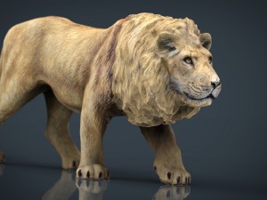 realistic lion 3D Model