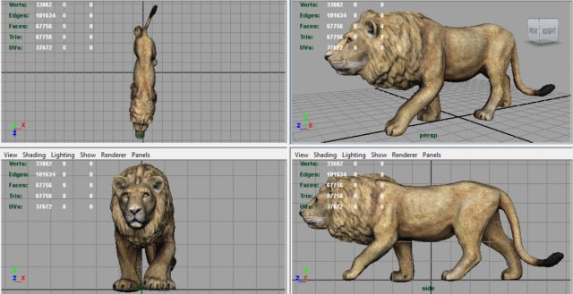 realistic lion 3D Model in Vahşi Yaşam 3DExport