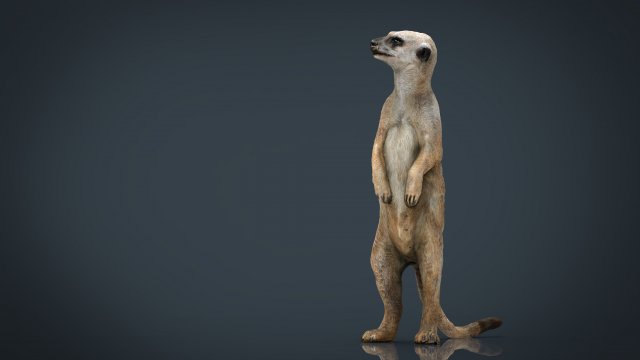 meerkat 3D Model .c4d .max .obj .3ds .fbx .stl .blend 