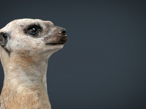 meerkat 3D Model