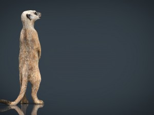 meerkat 3D Model