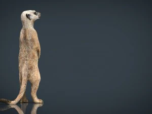 meerkat 3D Model
