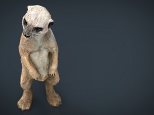 meerkat 3D Model