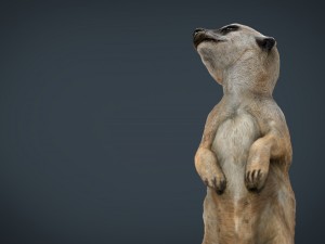 meerkat 3D Model