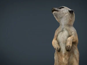 meerkat 3D Model