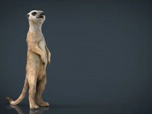 meerkat 3D Model