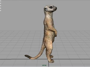 meerkat 3D Model