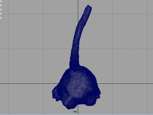 meerkat 3D Model