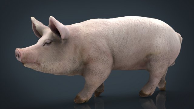 realistic pig 3D Model .c4d .max .obj .3ds .fbx .stl .blend 