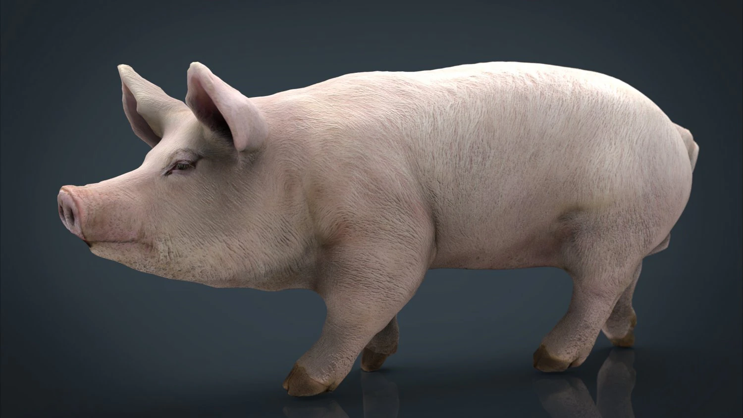 realistic pig 3D Model .c4d .max .obj .3ds .fbx .stl .blend 