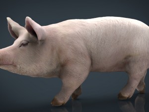 realistic pig 3D Model