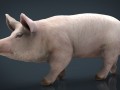 realistic pig Model 3D
