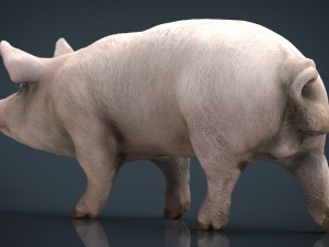 realistic pig 3D Model