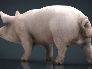 realistic pig 3D Model