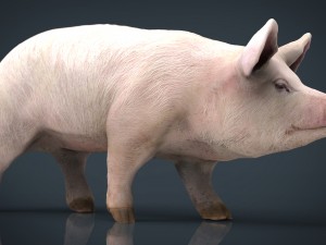 realistic pig 3D Model