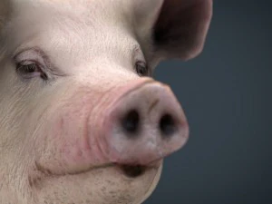 realistic pig 3D Model