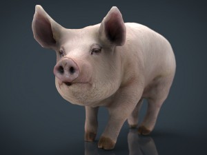 realistic pig 3D Model