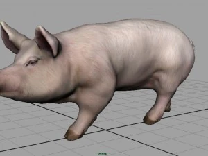 realistic pig 3D Model