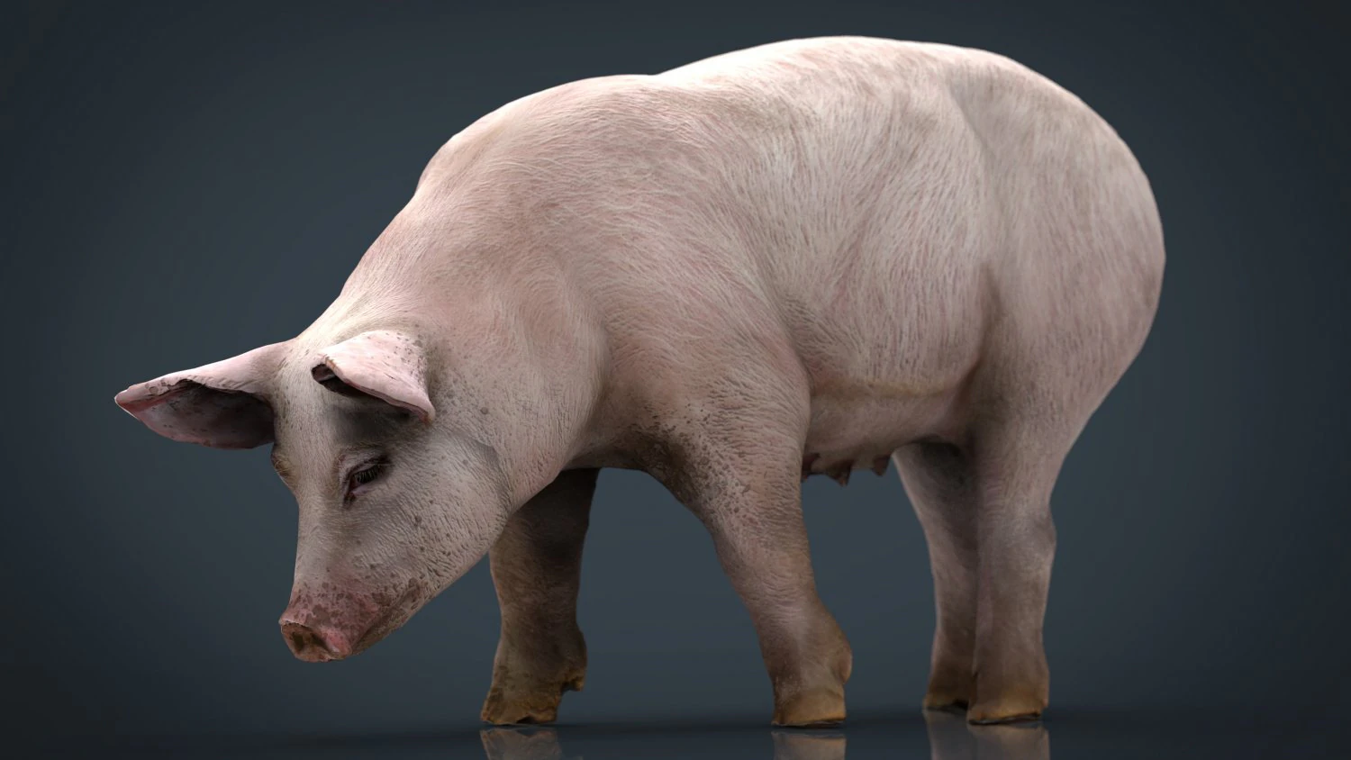 sow 3D Model .c4d .max .obj .3ds .fbx .stl .blend 