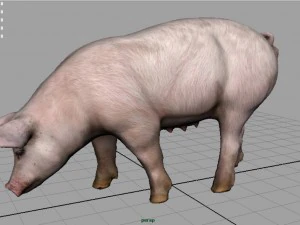 sow 3D Model