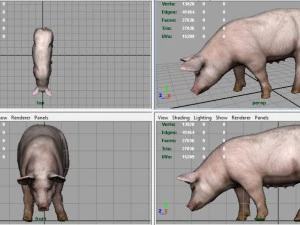 sow 3D Model