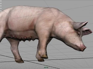 sow 3D Model
