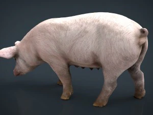sow 3D Model