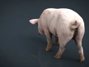 sow 3D Model
