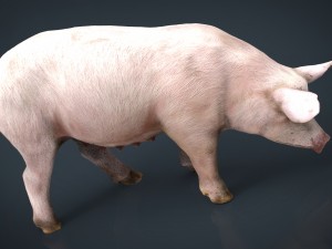 sow 3D Model
