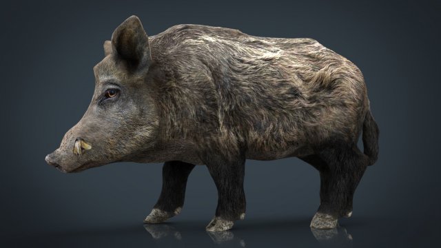 wild boar Modèle 3D .c4d .max .obj .3ds .fbx .stl .blend 