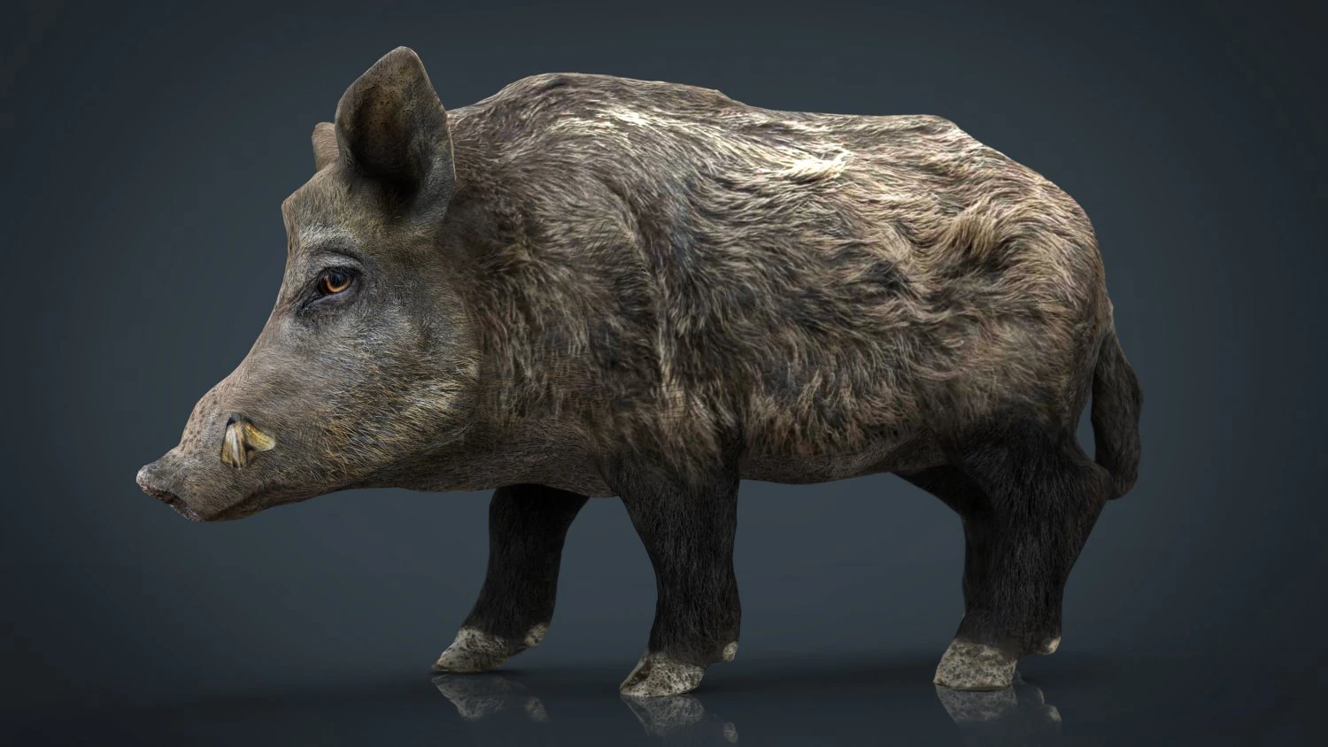 Wildschwein 3D Modell .c4d .max .obj .3ds .fbx .stl .blend 