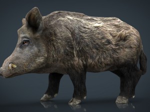 wild boar 3D Model